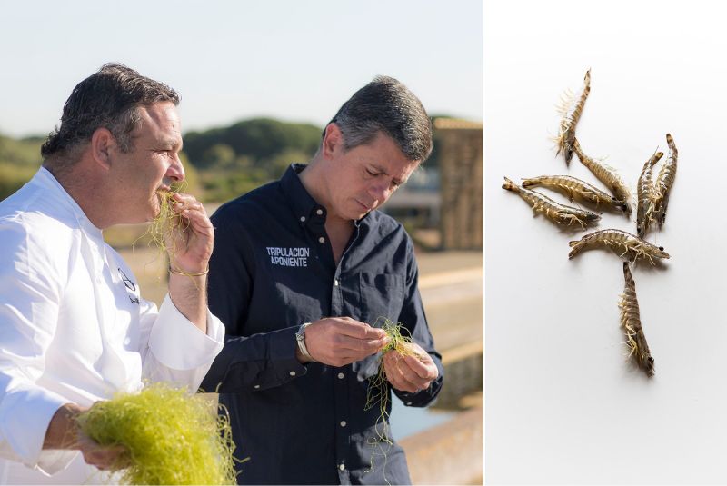 W50BR2022-aponiente-sustainability-gathering-sea-grain